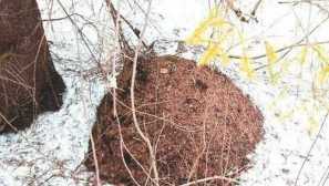 Te neverjetne mravlje